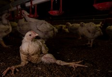 Международен скандал се заформи след публикуването на кадри с жестокост към