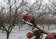 Изложението на Дунавските овощари се удължава с два дниЗа пети