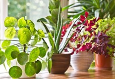 Цветята които отглеждате у дома постоянно страдат от липса на