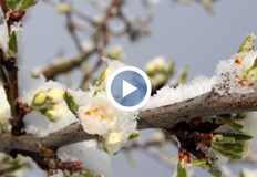 Седмицата в която ще отбележим началото на астрономическата пролет започва