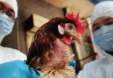 Случаите на болестта са във ферма близо до ГюргевоОгнище на