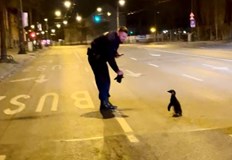 Птицата избягалa от зоологическа градина в центъра на унгарската столицаПолицията