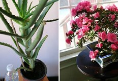 Дори и да не сте опитни градина все имате по