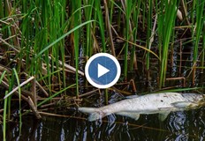 Огромно количество е останало и на дъното на язовираРазследват причините