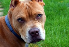 Дете беше нахапано от домашен питбул на детска площадка в