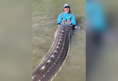 Рибарят отбеляза че очевидно никой не е хванал рибата преди