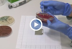 Лабораторията има готовност да бъдат назначени на работа украински специалистиРусенска медицинска