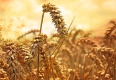 Хранителният протекционизъм се разпространява докато цените на храните достигнаха рекордни