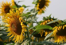 Министерството на земеделието на Русия обяви в четвъртък че Русия