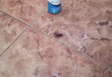 Хлебарките са изключително неканени гости Те са щастливи да живеят в