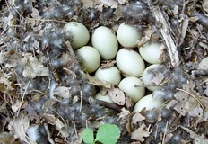 Патешките яйца са полезен продукт който е популярен както в кулинарията