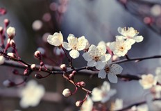 Атмосферното налягане слабо ще се понижи но ще остане по високо