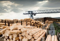 Шперплатът изчезна от българския пазар Забрана за износ на дървесина от
