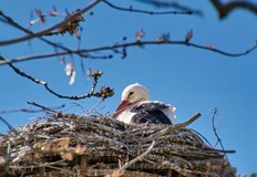 Днес ще бъде слънчево След обяд от северозапад облачността средна