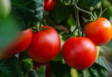 Оранжерийните домати родно производство са поскъпнали с още 16 1 само