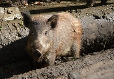 Два случая на африканска чума по диви свине са регистрирани