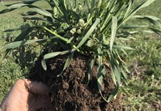 Как покривните култури влияят на почвата Специалистът по покривни култури Борис Коев споделя