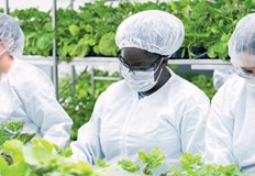 Първата в света ваксина срещу COVID 19 на растителна основа