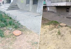 На 15 03 служители на фирма Паркстрой са отсекли ШЕСТ здрави дървета