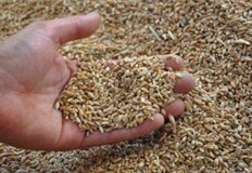 Ще се инспектират превозните средства които пренасят царевица ечемик пшеницаДенонощни