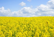 Русия налага временна забрана върху износа на рапица и слънчоглед