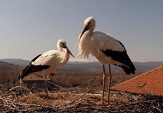 Българското дружество за защита на птицата БДЗП поднови излъчването на