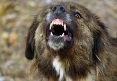 Елена Курилова пита в социалните мрежи откъде може да купи