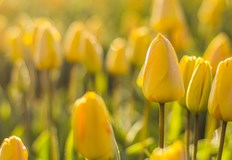 В 17 33 часа у нас днес настъпва астрономическата пролет Това е