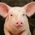 ЕК облекчи ограниченията за търговия със свинско в почти цяла България