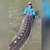Рибар улови триметрова есетра с тегло 272 килограма