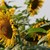 Русия спира износа на слънчогледово семе и рапица