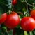 Оранжерийните домати поскъпнаха с още 16% за седмица