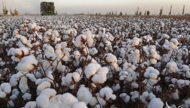 Сушата в САЩ вдига цената на памука до 10-годишен максимум Сушата в САЩ вдига цената на памука до 10-годишен максимум