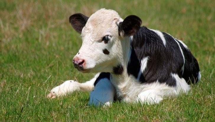 Мъж е сигнализирал, че е открил мъртвите животни, отглеждани в селскостопанска постройка в землището на града