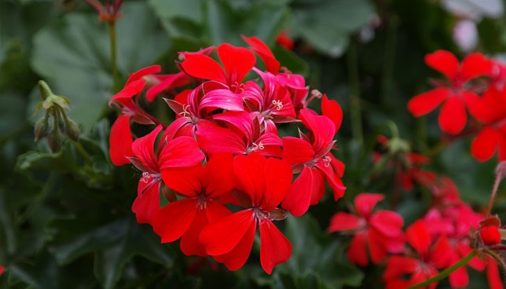 Ето няколко съвета от специалистите