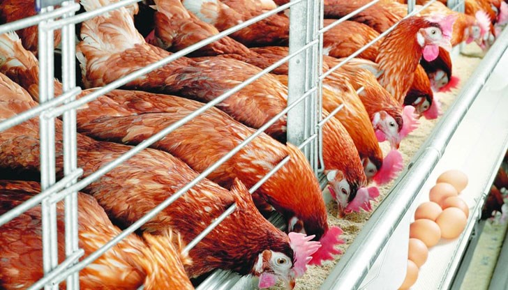 Избиват 177 хиляди кокошки носачки