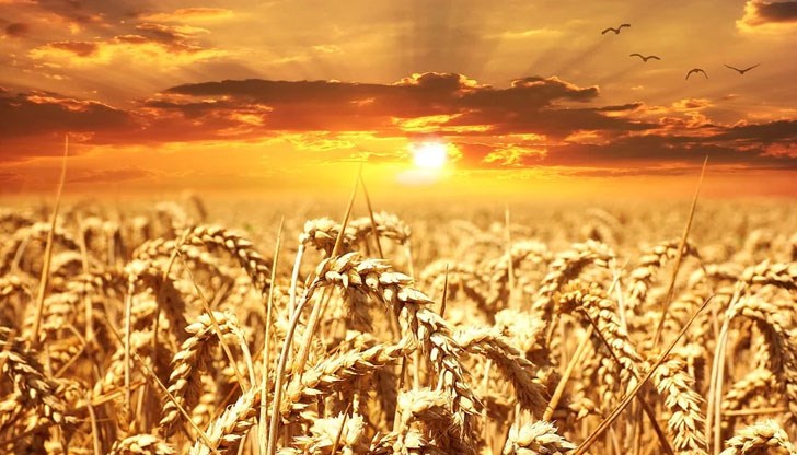 На световния пазар цените на пшеницата растат
