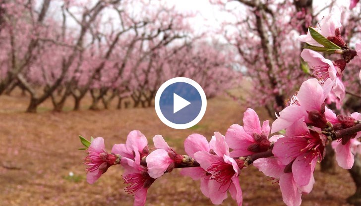 Редица малки производители се отказват от бранша, обясни Николай Колев