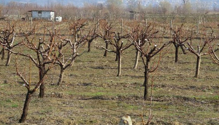 На тяхно място ще засеят вероятно зърнени култури или ще отдадат земята под наем На тяхно място ще засеят вероятно зърнени култури или ще отдадат земята под наем