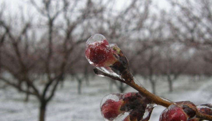 50% от българските кайсии, череши и други костилкови плодове вече се изнасят към Румъния