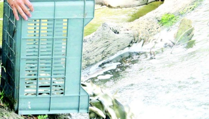 Рибките са били много жизнени и се очаква голям процент от тях да оцелеят и да привикнат към живот в новата среда