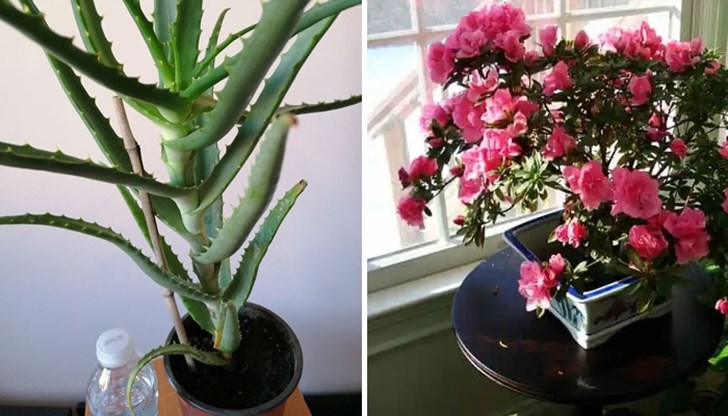 Кои други цветя в дома ни са опасни за нас и домашните ни любимци?