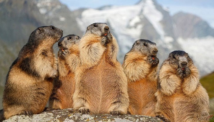 По време на зимния си сън, процесът на стареенето спира По време на зимния си сън, процесът на стареенето спира