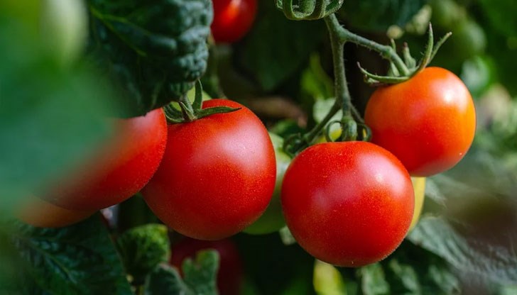 Любопитното е, че вносните домати поевтиняват през същото време