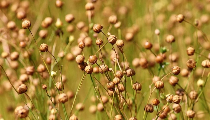 Обърнете специално внимание на лененото масло Обърнете специално внимание на лененото масло