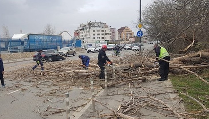 Човекът е разхождал кучето си в парка Човекът е разхождал кучето си в парка