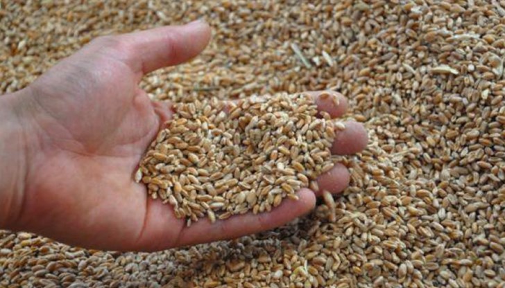 Ще се инспектират превозните средства, които пренасят царевица, ечемик, пшеница