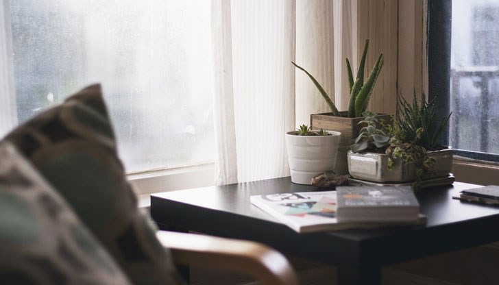 Най-лесните за отглеждане растения Най-лесните за отглеждане растения