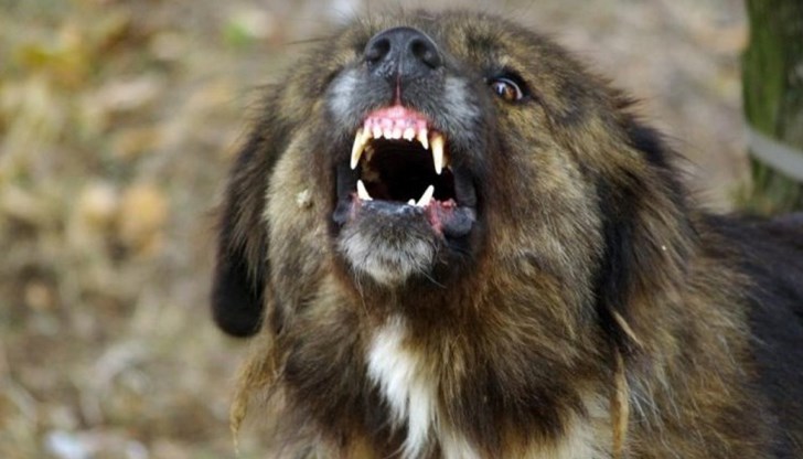 Елена Курилова пита в социалните мрежи откъде може да купи ултразвук, с който да се пази от изгладнелите песове