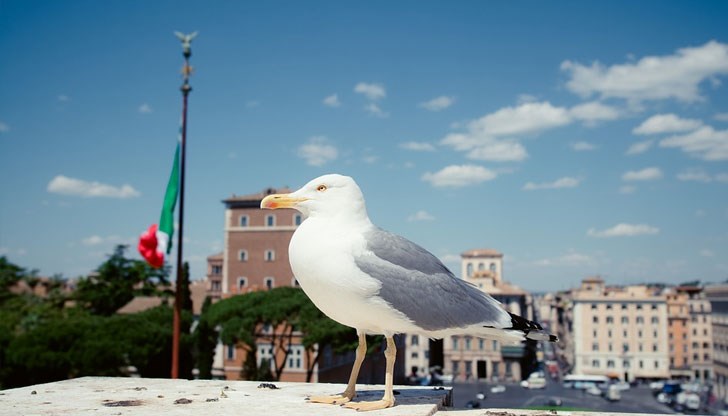 Раздават на туристи във Венеция водни пистолети, за да се бранят от чайките - DUNAVMOST.com